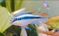Purpurprachtbarsch Purpur Prachtbarsch Aquarium Fische Bayern - Bad Kissingen Vorschau