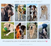 Pflegestellen für Hunde gesucht Baden-Württemberg - Rundsmühlhof Vorschau