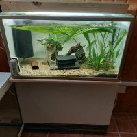 Aquarium, ca. 80 Liter Hessen - Braunfels Vorschau