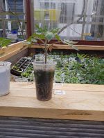 Tomatenpflanzen Berlin - Spandau Vorschau