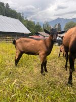 Deutscher Edelziegenbock Bayern - Garmisch-Partenkirchen Vorschau