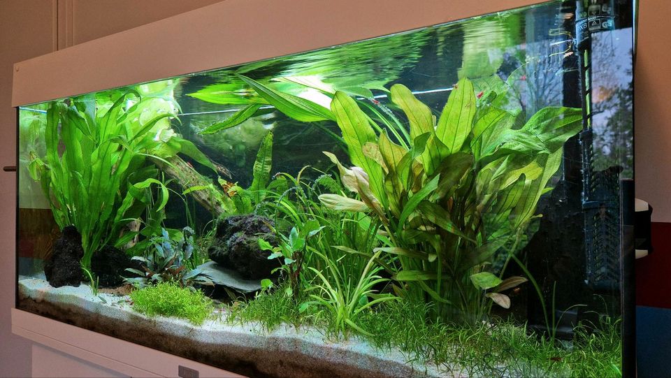 Juwel Aquarium Rio 180 LED helialux skimmer in Falkensee