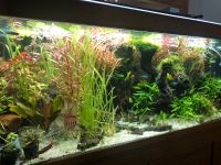 Aquarium Pflanzen :Ammania, Proserpinaca, Ludwegia, Farn Moos Kiel - Wellsee-Kronsburg-Rönne Vorschau