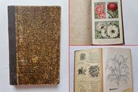 Katalog Preisliste Haage & Schmidt Erfurt Samen und Pflanzen 1901 Sachsen - Kurort Seiffen Vorschau