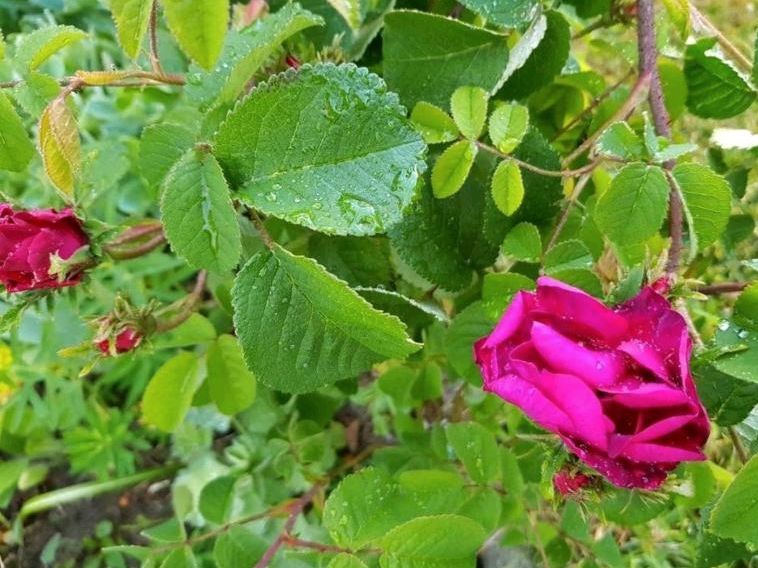 ❤ Historische Rose ❤ in rot ungefüllte Strauchrose in Pulsnitz