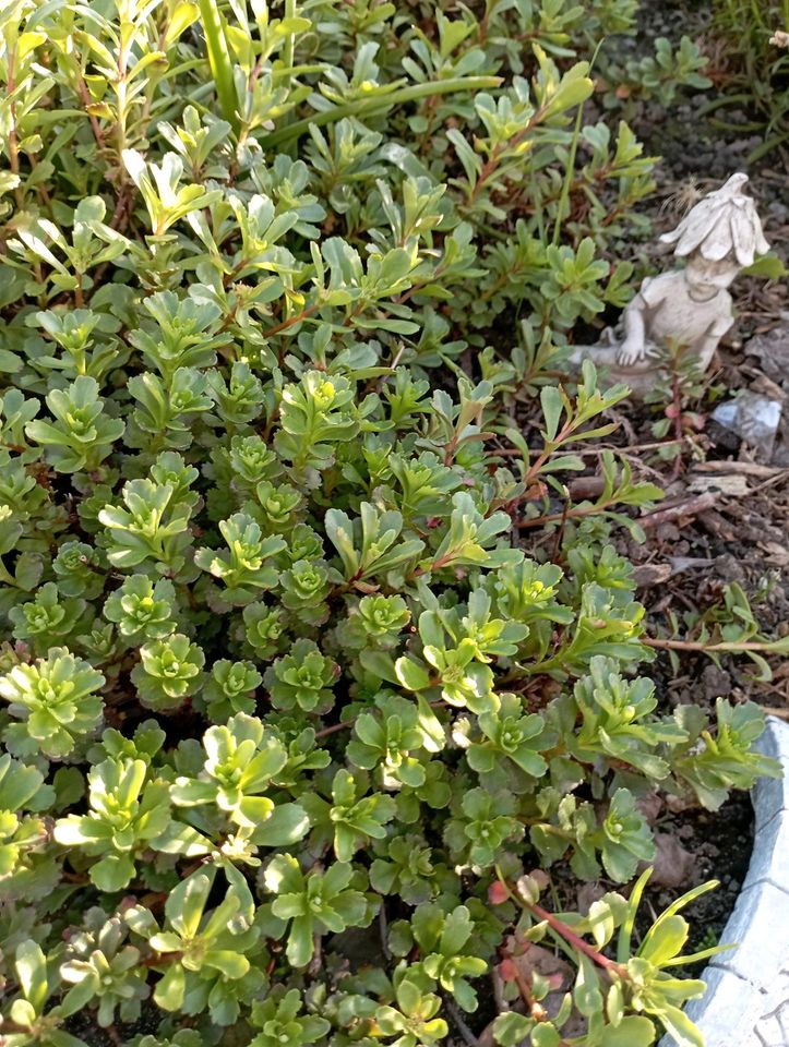 Fettblatt gelb Bienenweide in Radeberg