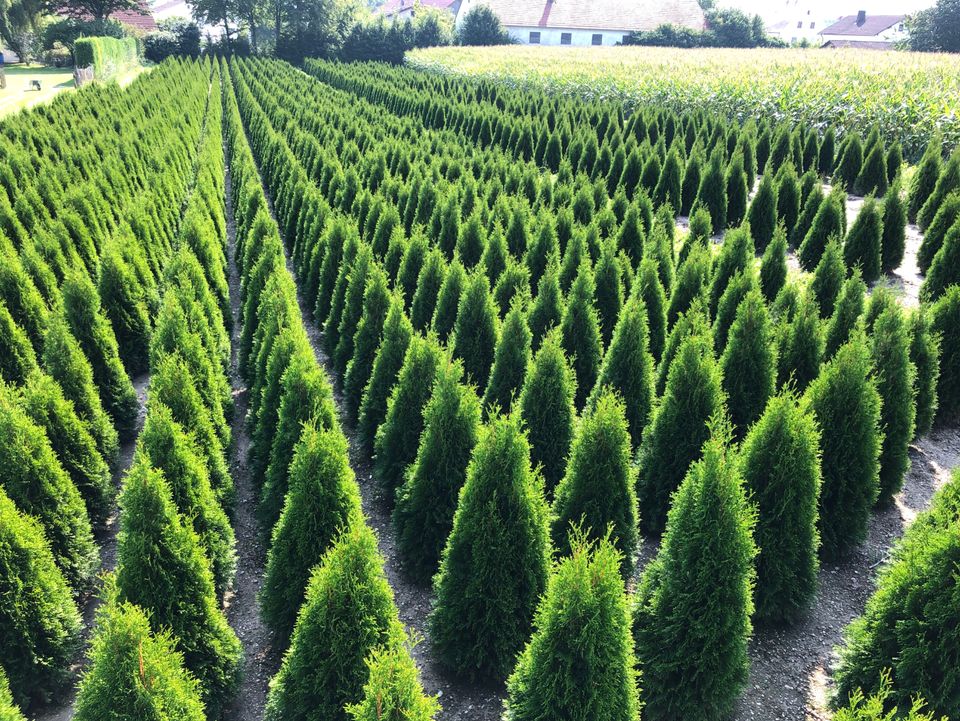 Lebensbaum Thuja occidentalis 'Smaragd' 240-260 cm | Bayernhecke. in Deggendorf