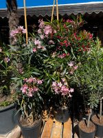Oleander | Nerium Oleander | Rosenlorbeer | Hochstamm Baden-Württemberg - Altlußheim Vorschau