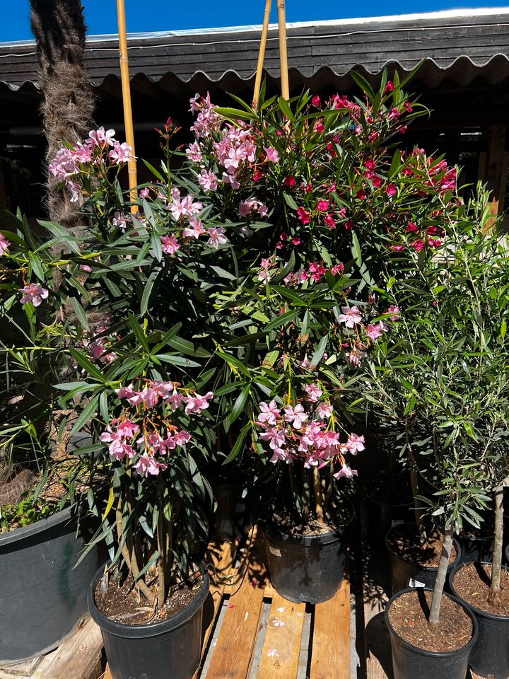 Oleander | Nerium Oleander | Rosenlorbeer | Hochstamm in Altlußheim