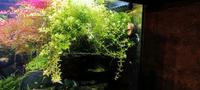 ☘️Quirlblättriges Perlenkraut, Wasserpflanze, Aquariumpflanze 3€* Rheinland-Pfalz - Minfeld Vorschau