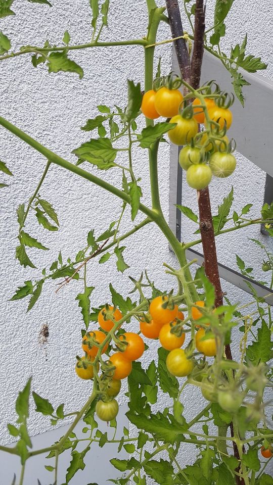 10 Tomatenpflanzen verschiedene samenfeste Sorten in Baiersdorf