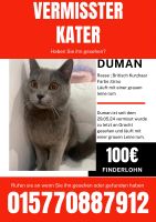 Vermiste katze Nordrhein-Westfalen - Mönchengladbach Vorschau