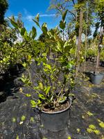 Apfelbeere/ Aroniabeere 'Viking', Aronia melanocarpa Niedersachsen - Oldenburg Vorschau