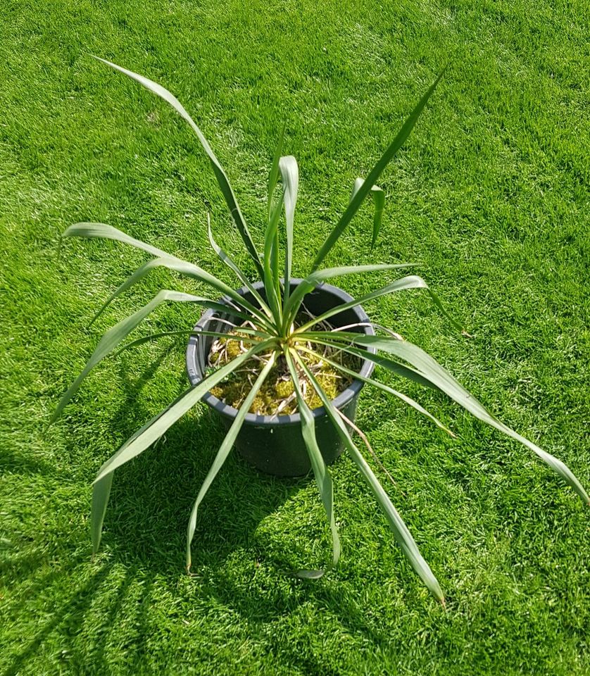 Garten-Yucca, Palmlilie 3 Stück vorhanden in Berlin