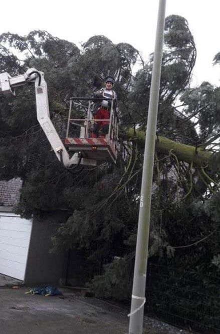 Baumpflege, Baum fällen, Baumfällung, Hecken, Abtransport in Moers