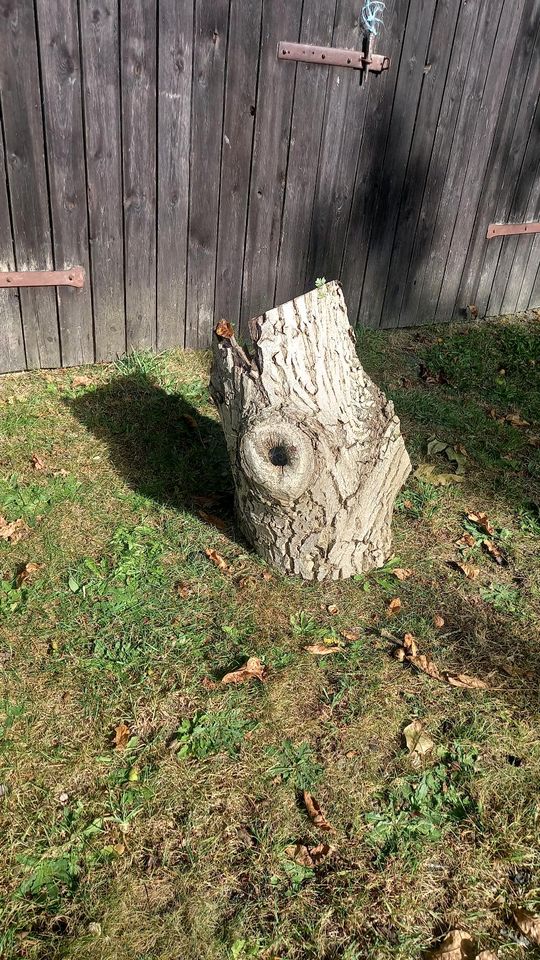 Dekoholz, Wurzelstock, Holz, Gartendeko in Zell Oberpf