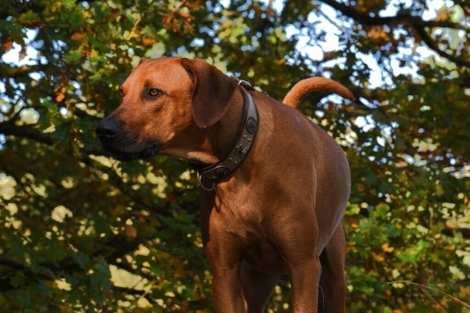 Hundesitter- Betreuung für Rhodesian-Ridgeback gesucht in Bremen