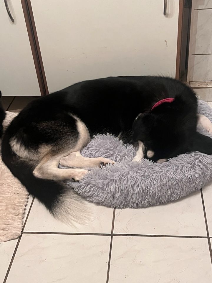 Husky Labrador Mix rüde & Weibchen Geschwister in Perl