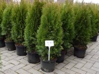 Thuja Smaragd 110cm Lebensbaum Zypresse Hecke im Topf gewachsen Sachsen-Anhalt - Bad Schmiedeberg Vorschau