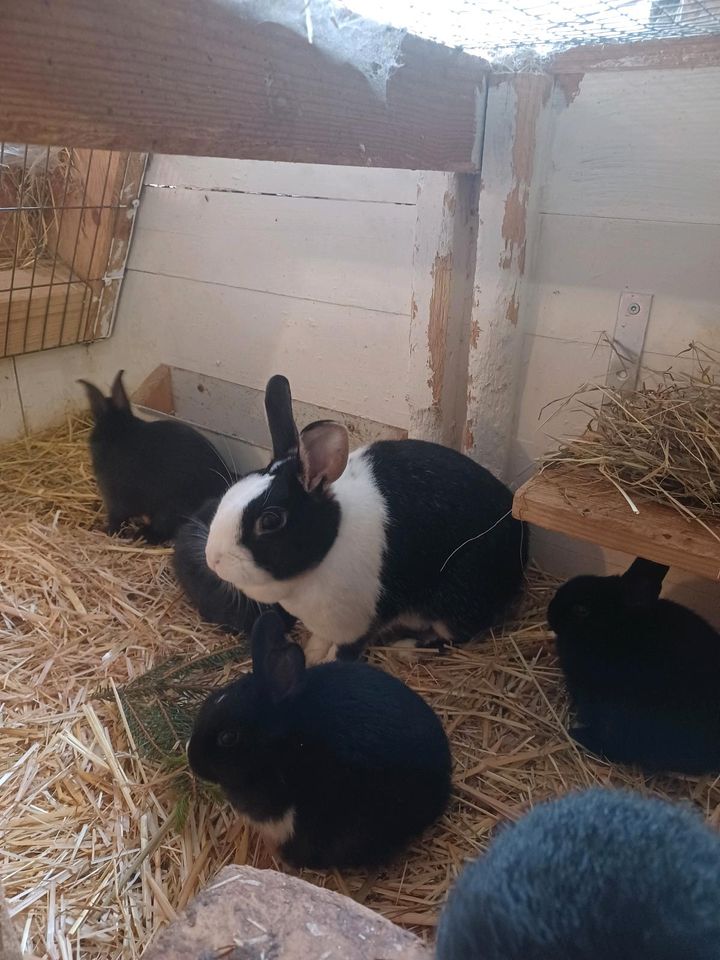 Kaninchen zu verkaufen in Kappel Hunsrück