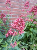 Ableger Staude Spornblume pink, Insektenmagnet Niedersachsen - Oldenburg Vorschau