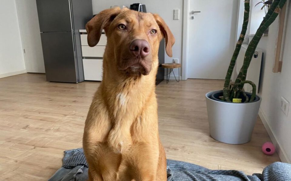 Arlo sucht eine aktive Familie in Dresden