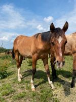 Paint Horse Hengst Jährling Sachsen-Anhalt - Querfurt Vorschau