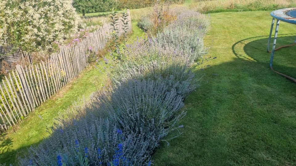 Lavendel an Selbstschneider zurückschneiden zu verschenken in Neukirch