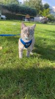 Titel: Wunderschöne, liebenswerte Katze sucht ein neues Zuhause Niedersachsen - Lehrte Vorschau