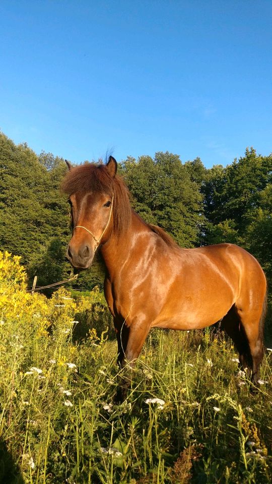 Isländer Wallach in liebe Hände zu verkaufen in Saarbrücken