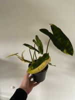 Philodendron Burle Marx Variegata Pankow - Weissensee Vorschau