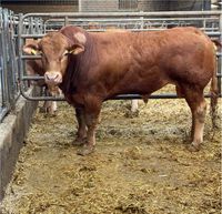 Limousin Deckbullen Nordrhein-Westfalen - Hückelhoven Vorschau