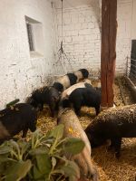 Sattelschweine, Sauen, Läufer, Masttiere Sachsen-Anhalt - Dingelstedt am Huy Vorschau