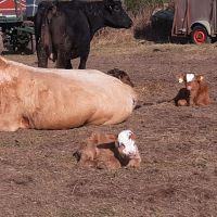 Suche Heu Silage Rund oder QuaderballenBio Zertifiziertes Schleswig-Holstein - Boksee Vorschau