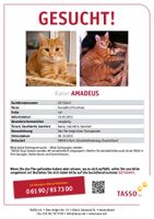 Kater Amadeus Vermisst seit 06.10.2022 Thüringen - Erfurt Vorschau