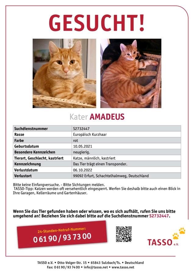 Kater Amadeus Vermisst seit 06.10.2022 in Erfurt