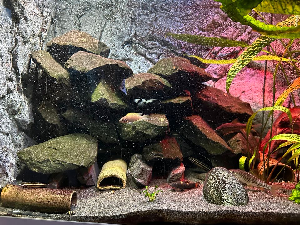 Aquariensteine Höhlenaufbau schwarz anthrazit Basalt Malawi in Rheinstetten