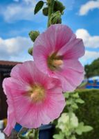 20 Samen Stockrose zart rosa gestreift Berlin - Tempelhof Vorschau