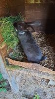 Kaninchen, Hasen (eine Häsin, zwei Böcke) 13 Wochen alt Sachsen - Waldenburg Vorschau