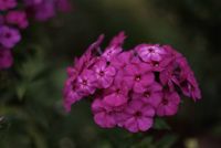 10 Samen Hohe Flammenblume,Phlox panuculata"Purple Rain",magenta Saarland - Großrosseln Vorschau