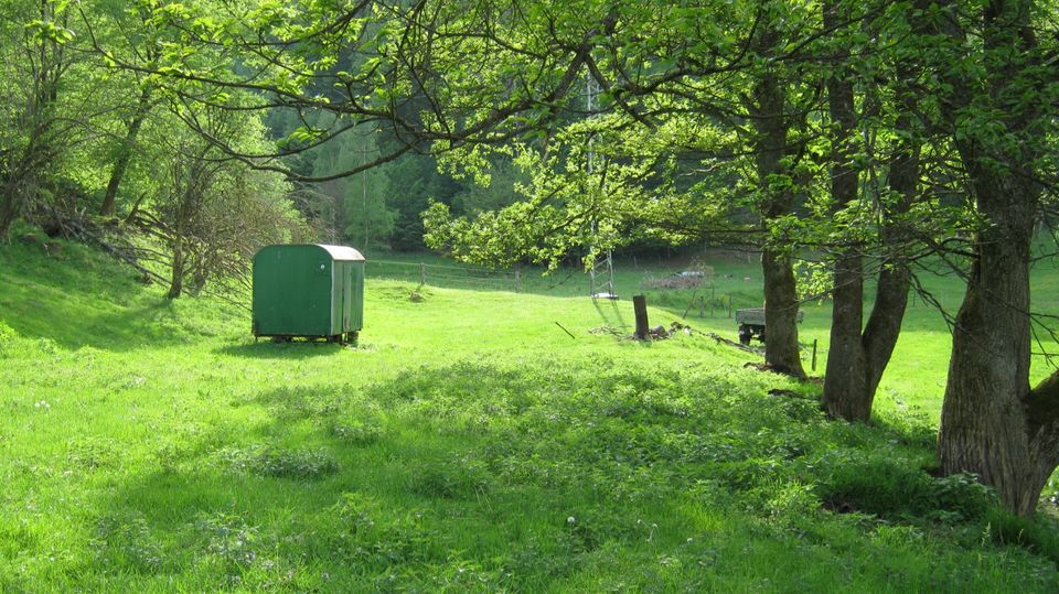 Offenstallplatz in kleiner Perdegruppe im Pfälzer Wald in Weidenthal