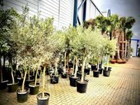 Olivenbaum Olive Winterhart Olea Europaea Höhe 270 cm Baden-Württemberg - Ettenheim Vorschau