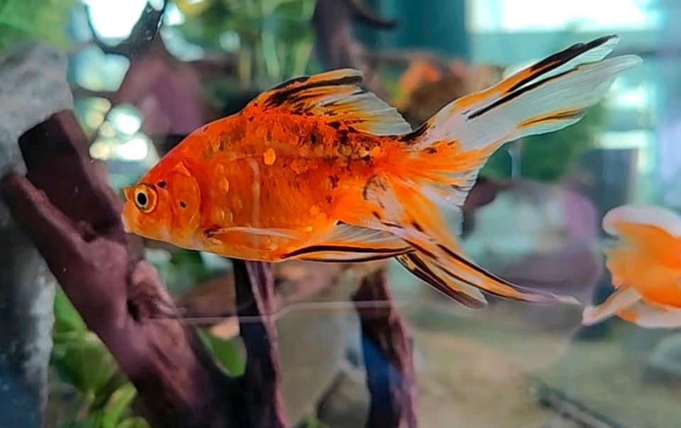 Goldfische Schleierschwänze Fische Aquarium in Neustadt a.d.Donau