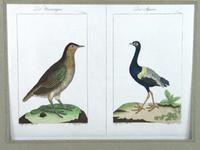 2 colorierte Kupferstiche Vögel ,Hühnervogel, Buffon 18. Jhdt Schleswig-Holstein - Flensburg Vorschau