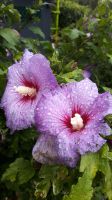 Hibiskus Pflanzen Blume Garten Erde Staude Hecke Bio Altona - Hamburg Groß Flottbek Vorschau