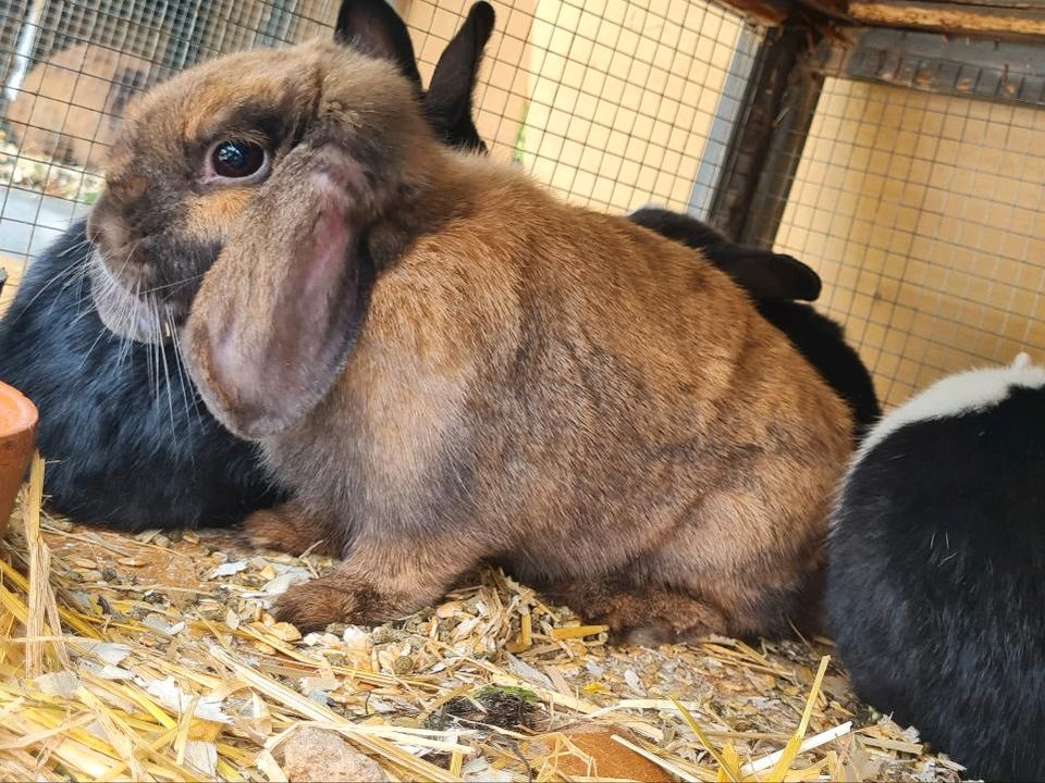 Mini Kaninchen in Aitrach