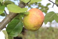 Übernachtung im Gartenhaus/Pilgerunterkunft Bayern - Oberkotzau Vorschau