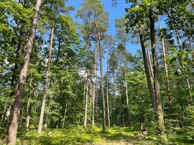 Landkreis Oder-Spree: Forstfläche mit ca. 12 ha - überwiegend Eichen- und Buchenmischwald - teilarrondiert in Rietz-Neuendorf