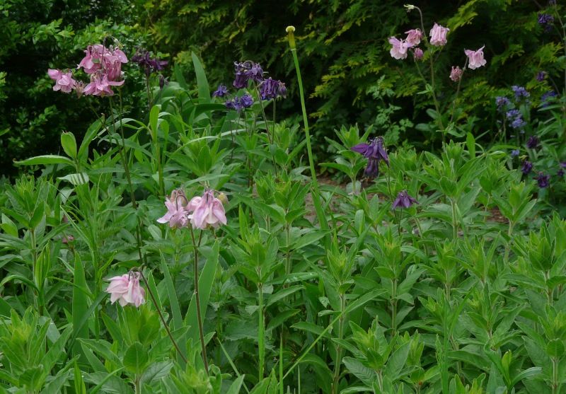 Akelei, Blumenstauden, Stauden, Blühstauden in Eggebek