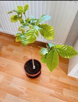 Kaffeepflanze frisch & besonders, 70cm hoch Parchim - Landkreis - Parchim Vorschau